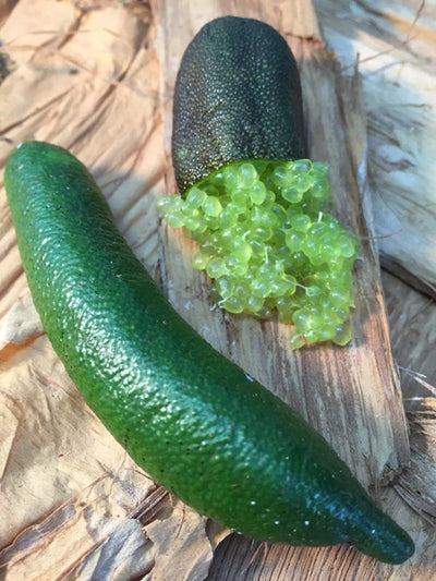 FINGERLIME POWDER 20g