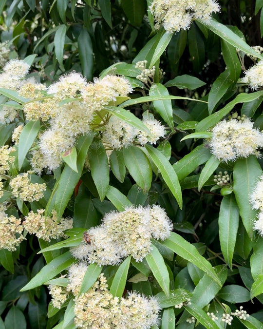 ZST Native Australian Fingerlime, Lemon Myrtle & Rosemary (12 X