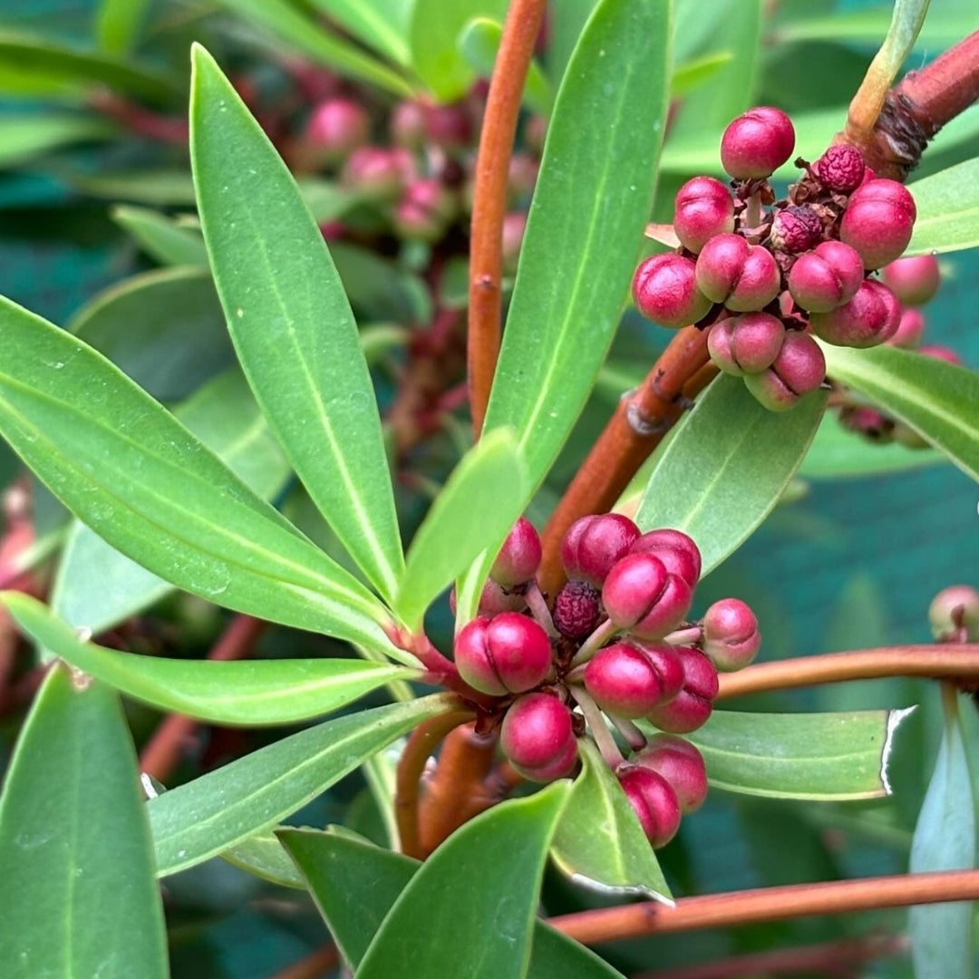 Mountain Pepperberry – ETCH Sparkling