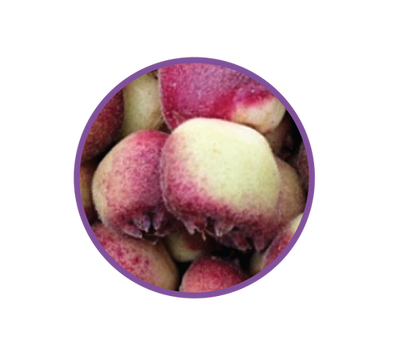 DARK CHOCOLATE COATED MUNTRIE FRUIT 100g